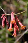 Trumpet honeysuckle